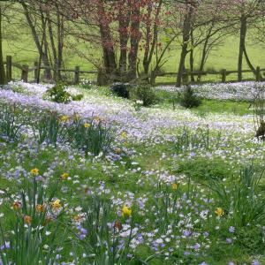 Maricet Romance Serenade