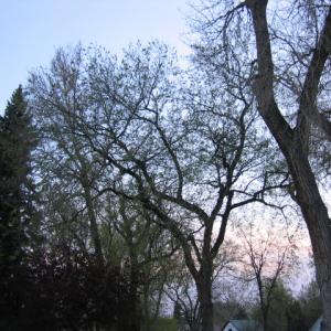 Kimie Moonlight Serenade